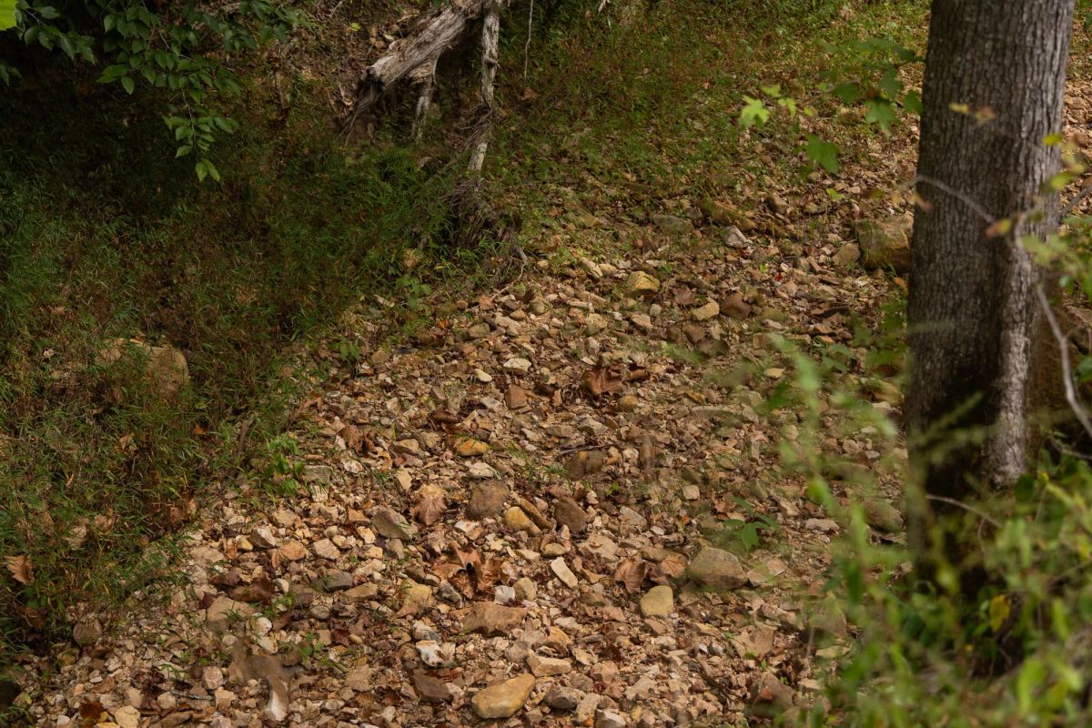 Decorative background for Big White Oak Tract 95 image 10