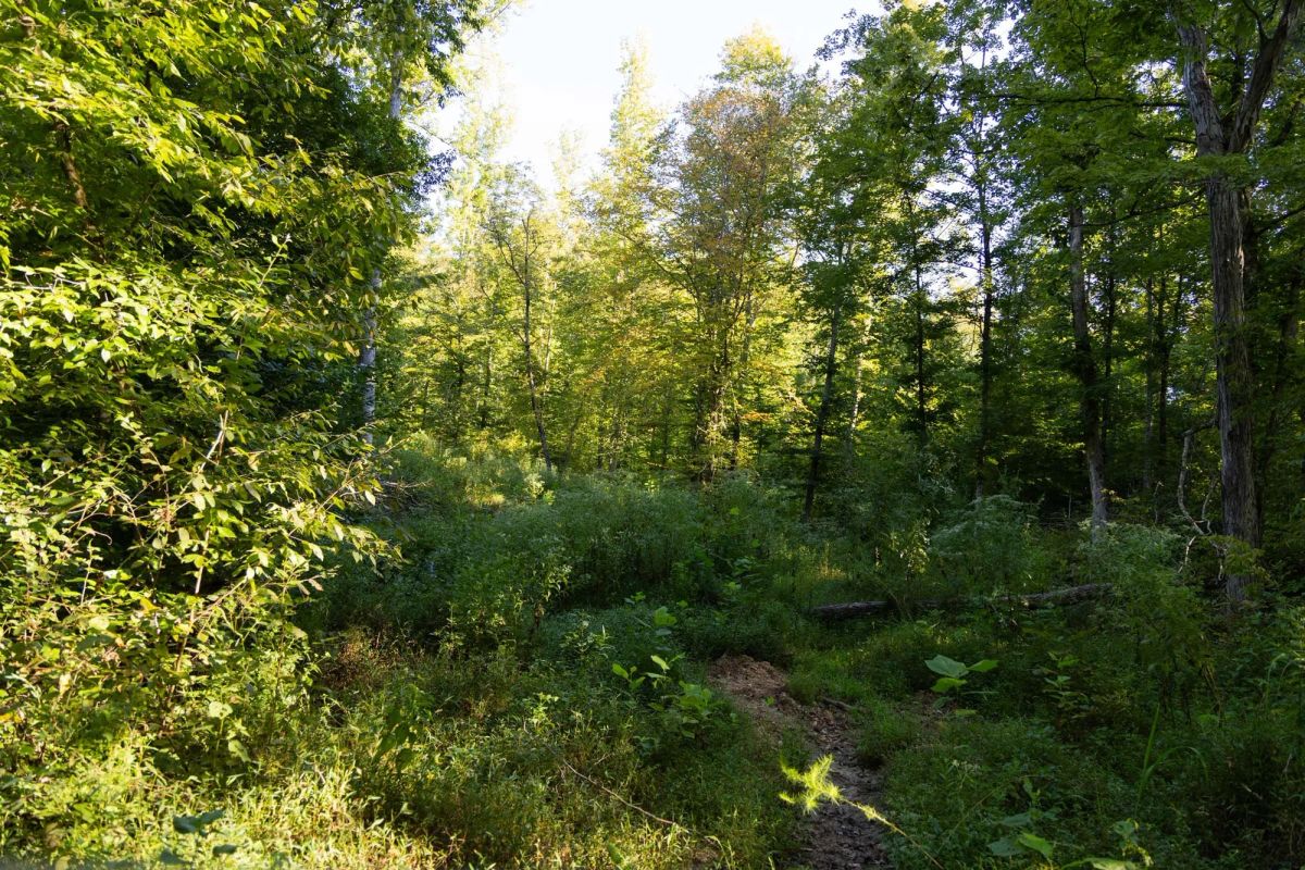 Decorative background for Big White Oak Tract 95 image 11