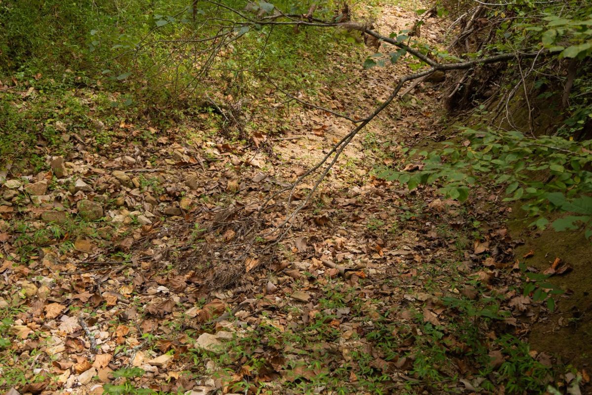 Decorative background for Big White Oak Tract 95 image 12