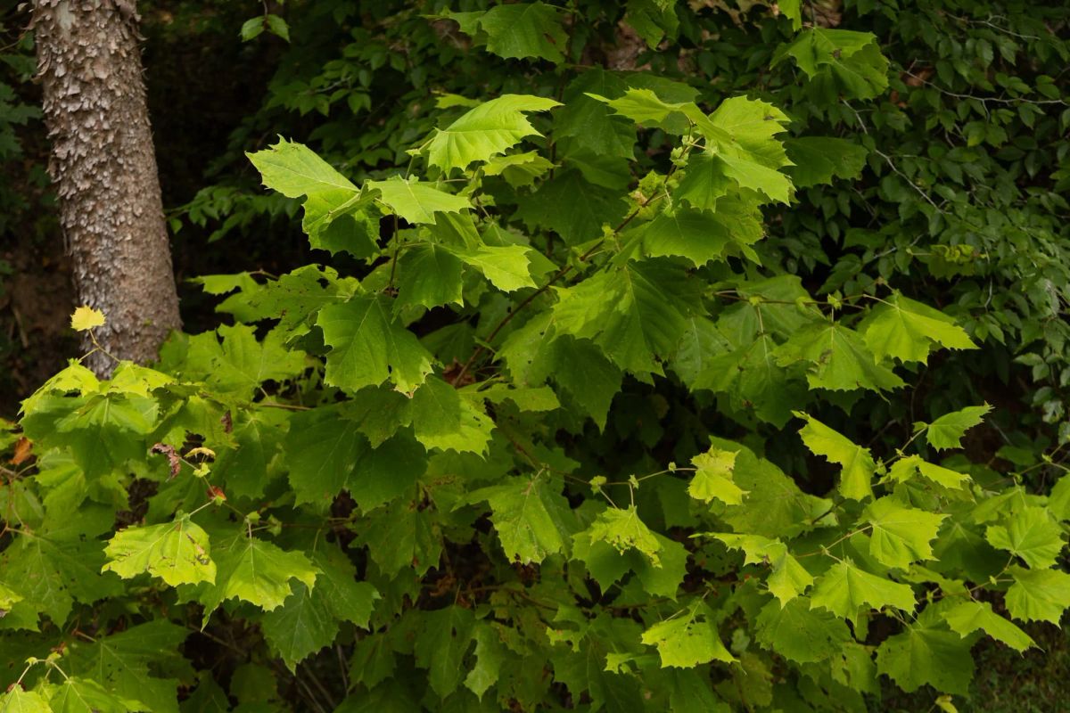 Decorative background for Big White Oak Tract 95 image 13