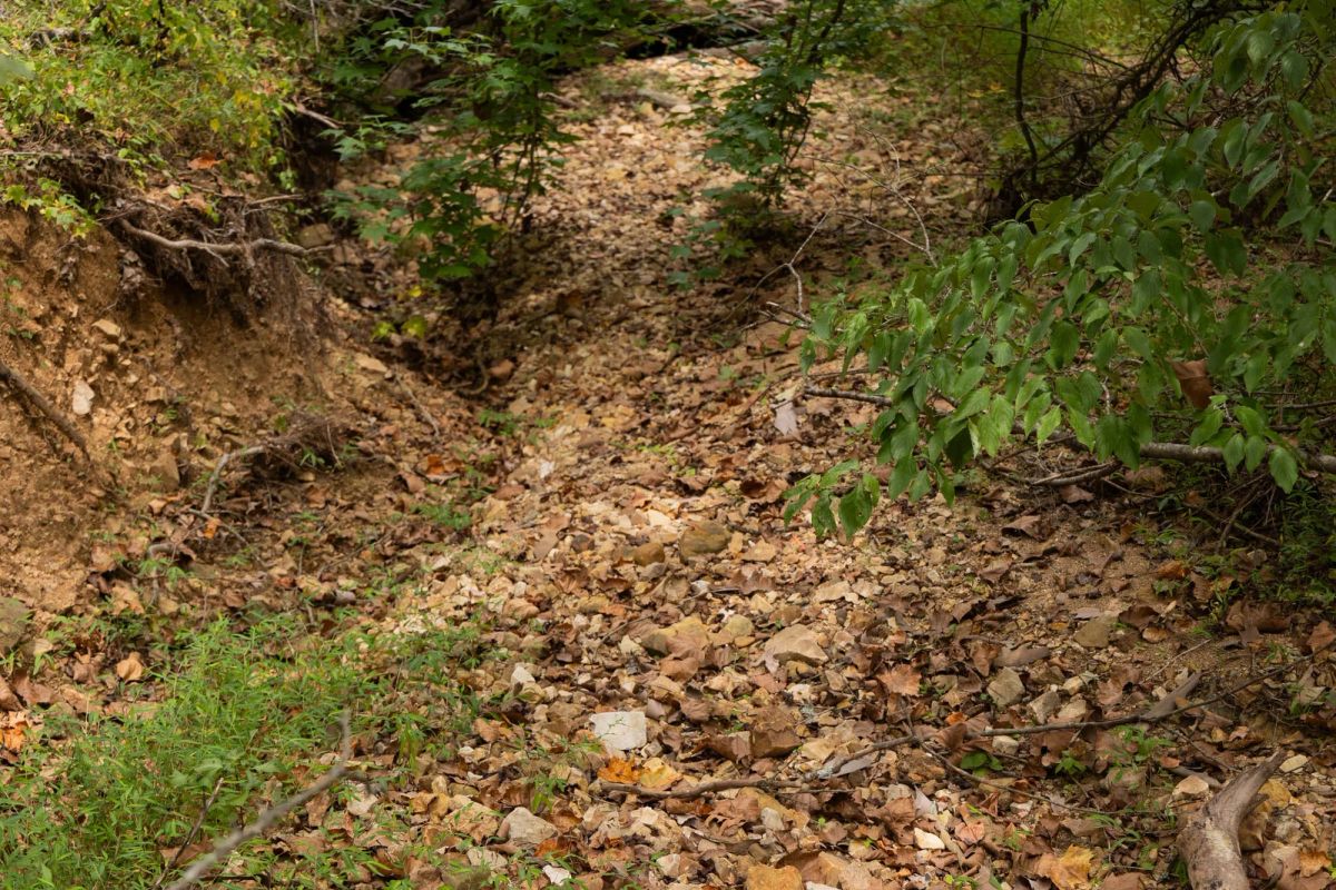 Decorative background for Big White Oak Tract 95 image 14