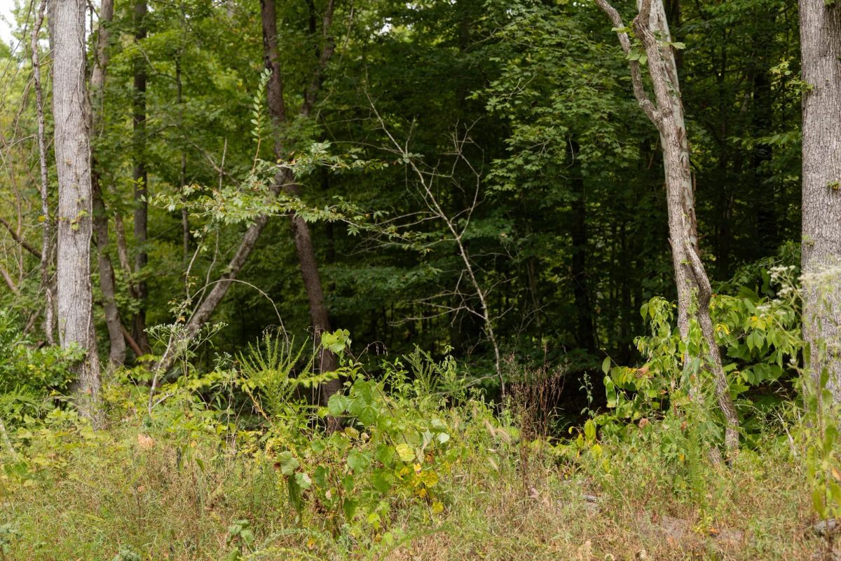 Decorative background for Big White Oak Tract 95 image 15