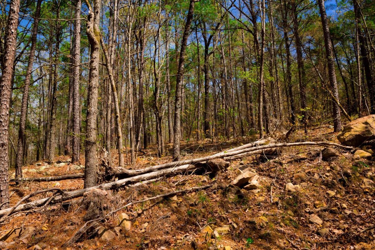 Decorative background for Stone Creek Phase II Tract 191 image 6