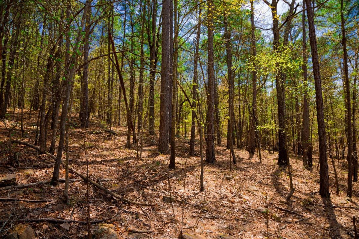 Decorative background for Stone Creek Phase II Tract 191 image 10