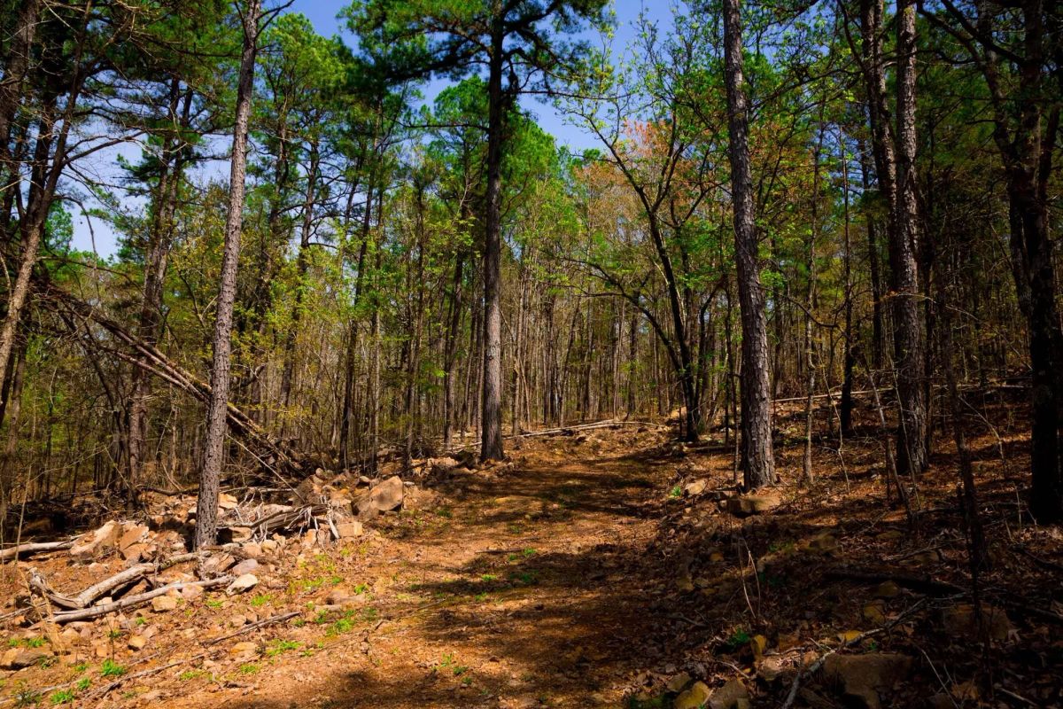 Decorative background for Stone Creek Phase II Tract 191 image 11