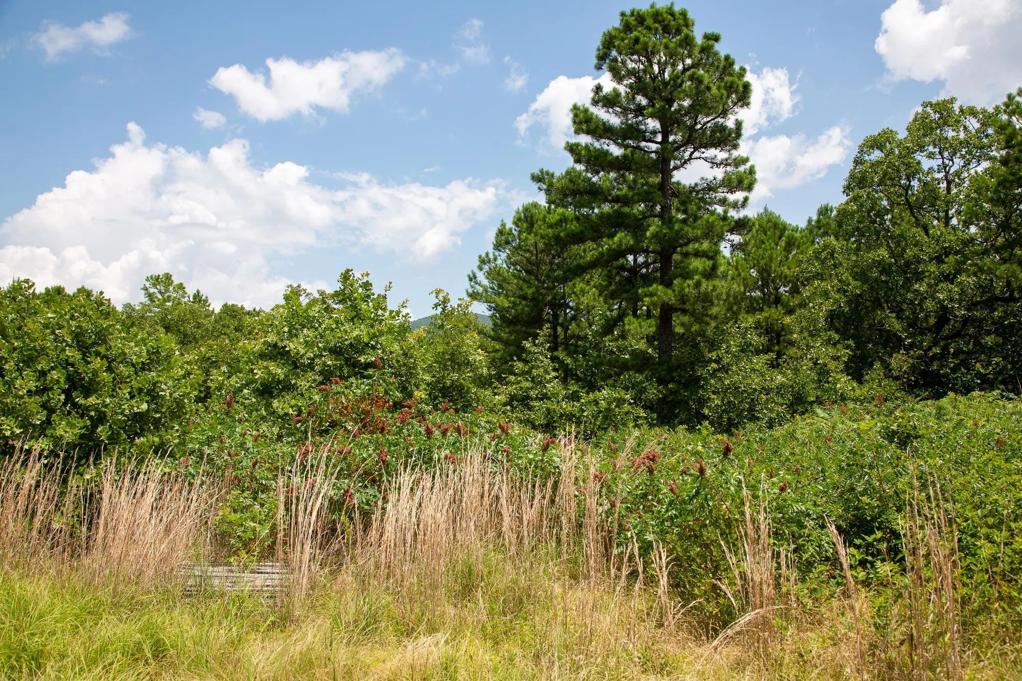 Tyler Stone Ranch Tract 17 in Le Flore County, OK