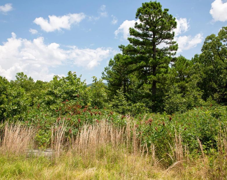 Tyler Stone Ranch Tract 17 in Le Flore County, OK