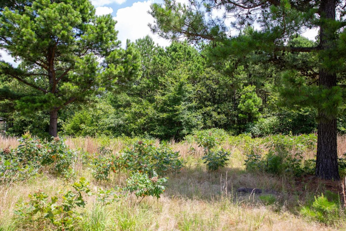 Decorative background for Tyler Stone Ranch Tract 17 image 8