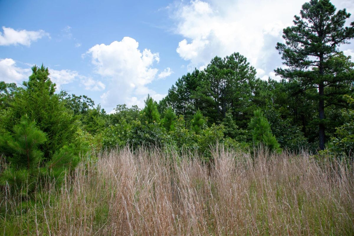 Decorative background for Tyler Stone Ranch Tract 17 image 15