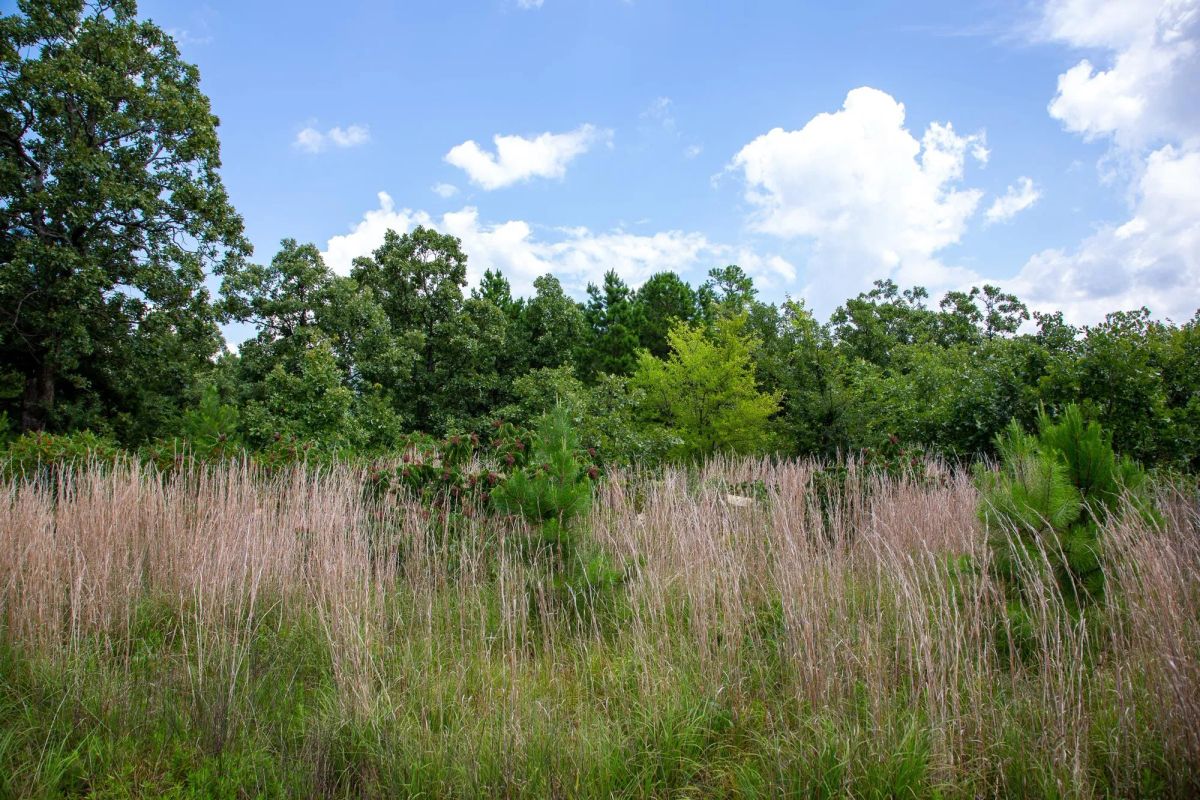 Decorative background for Tyler Stone Ranch Tract 17 image 16