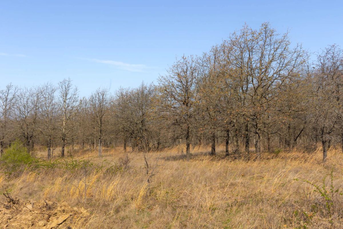Decorative background for JLH Estates Tract 1 image 5