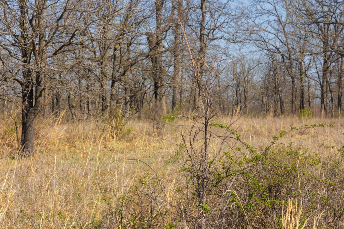 Decorative background for JLH Estates Tract 1 image 6
