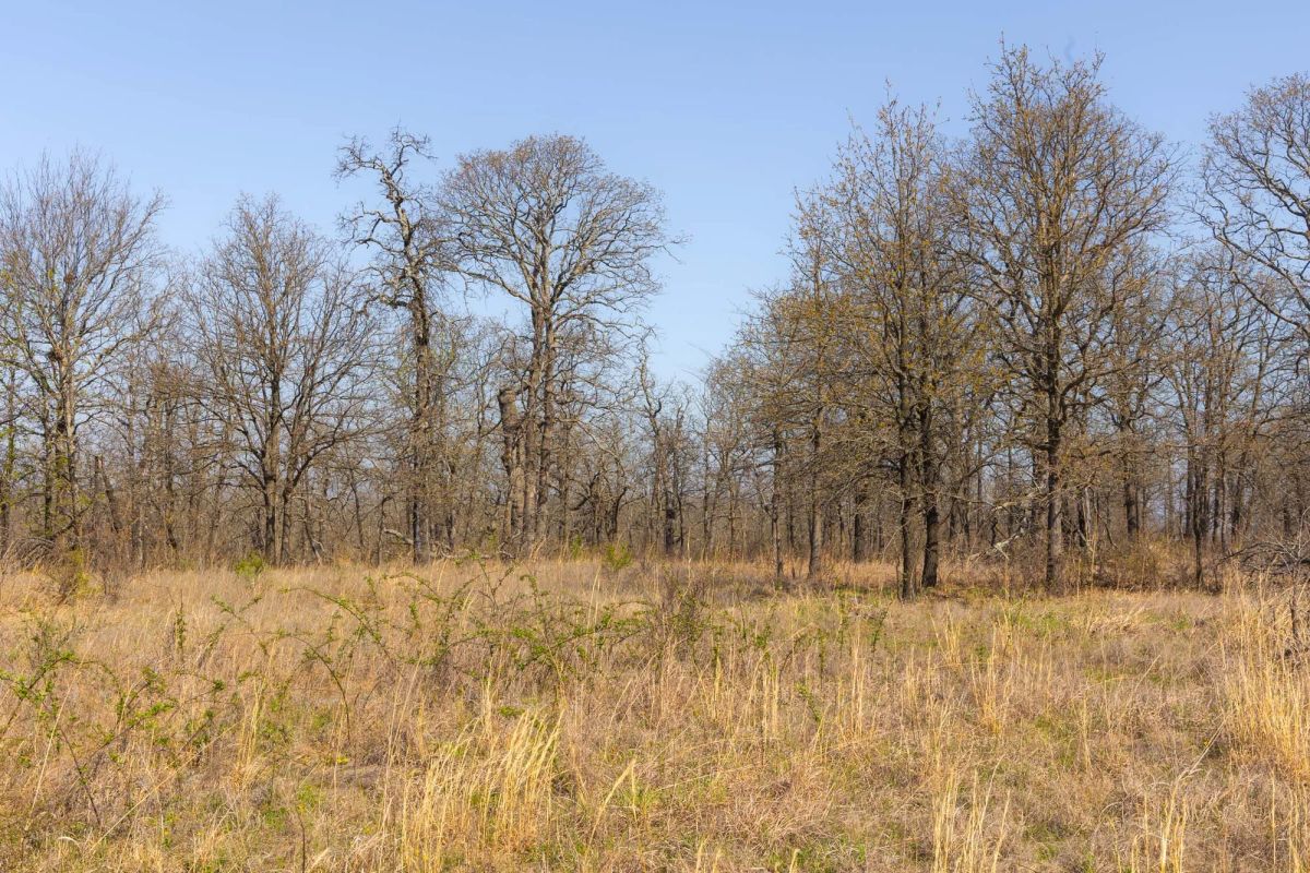 Decorative background for JLH Estates Tract 1 image 8