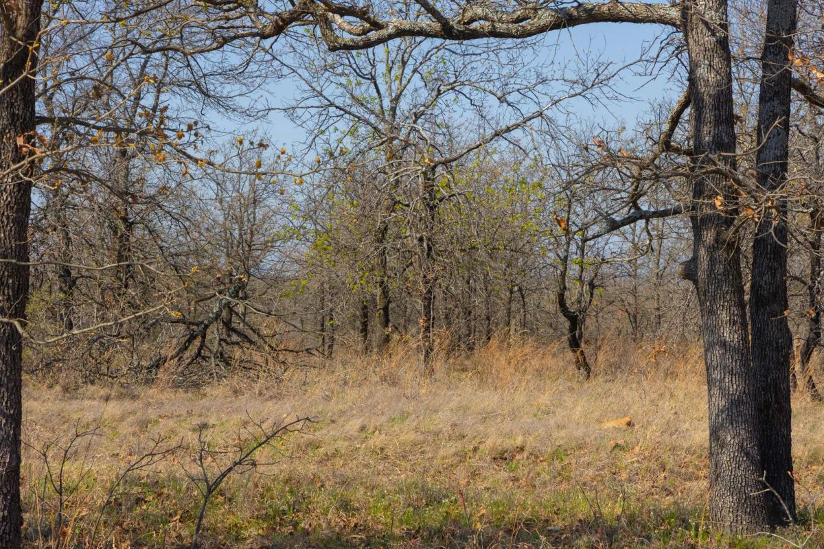 Decorative background for JLH Estates Tract 1 image 9