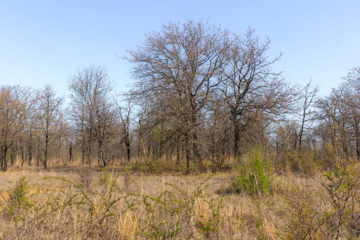 Decorative background for JLH Estates Tract 1 image 12