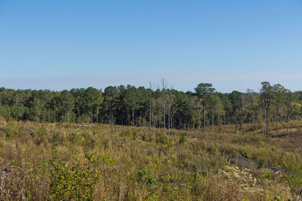 Decorative background for Meyer’s Ridge Tract 39 image 9