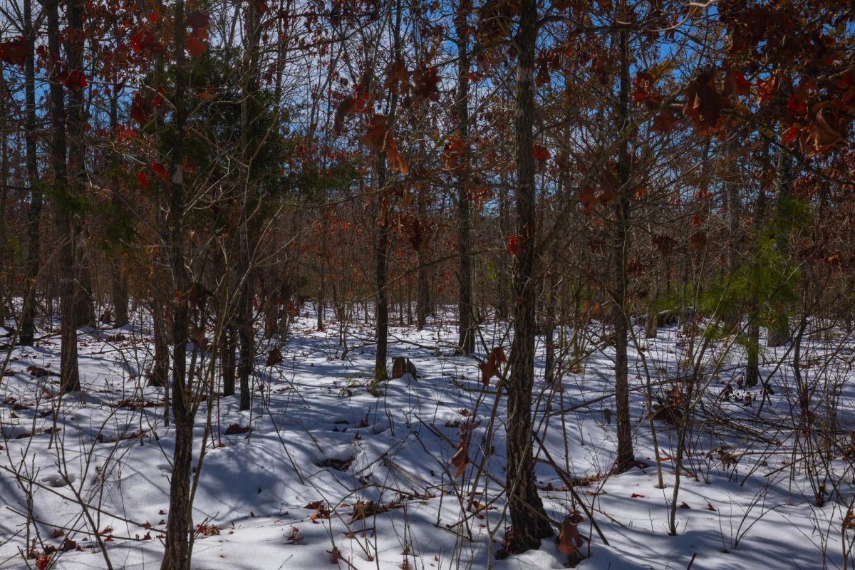 Decorative background for Sleepy Hollow Phase I Tract 58 image 12