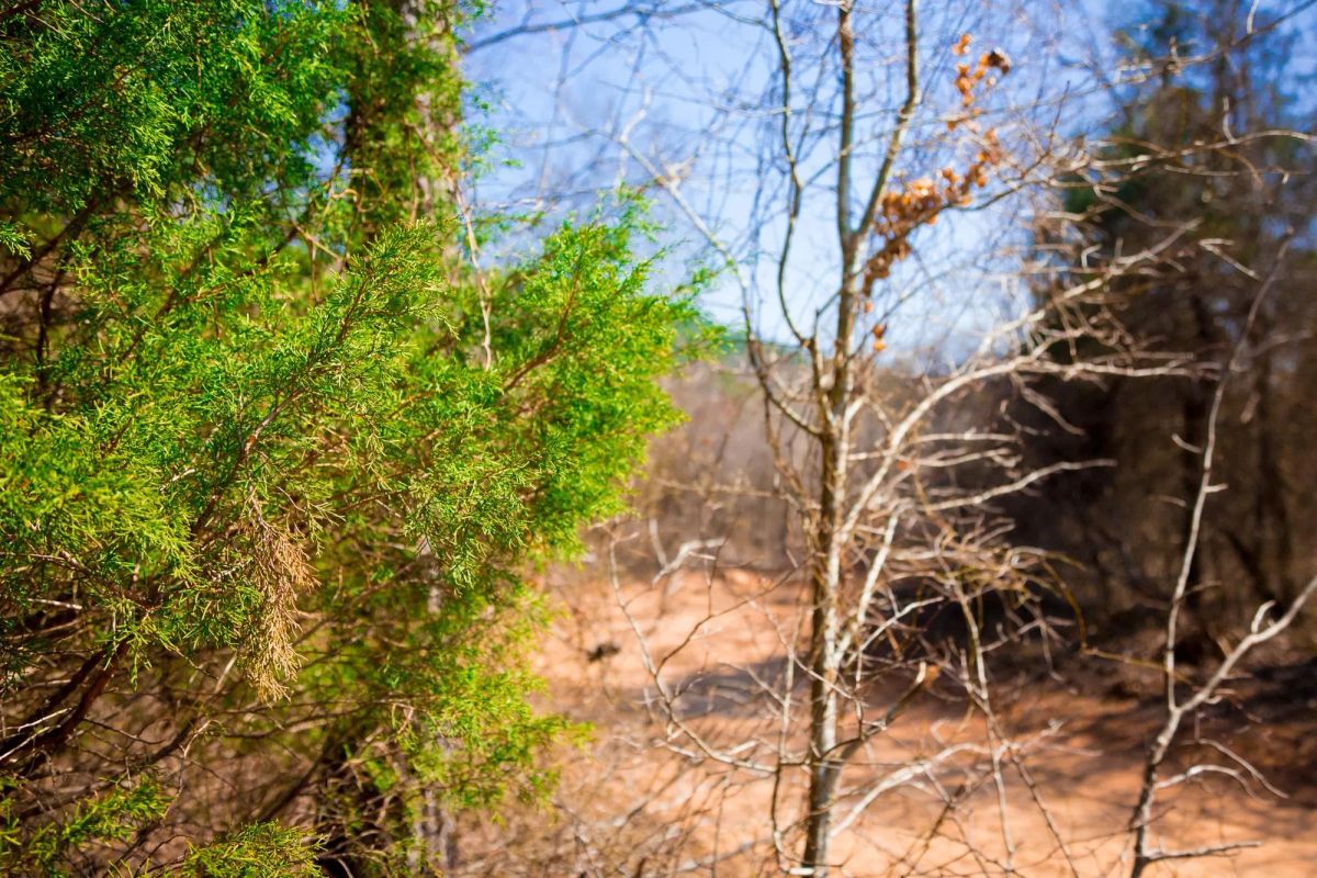Decorative background for Stone Creek Phase II Tract 127 image 14