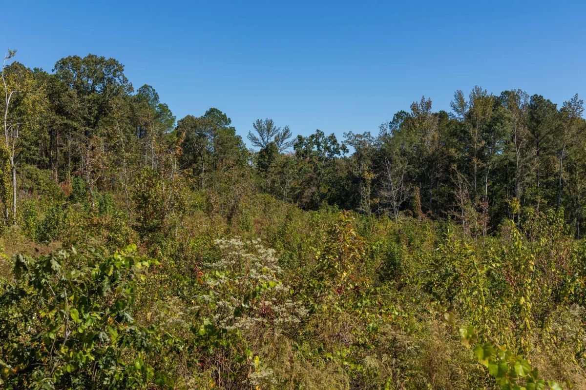 Meyer’s Ridge Tract 16 - Image 3