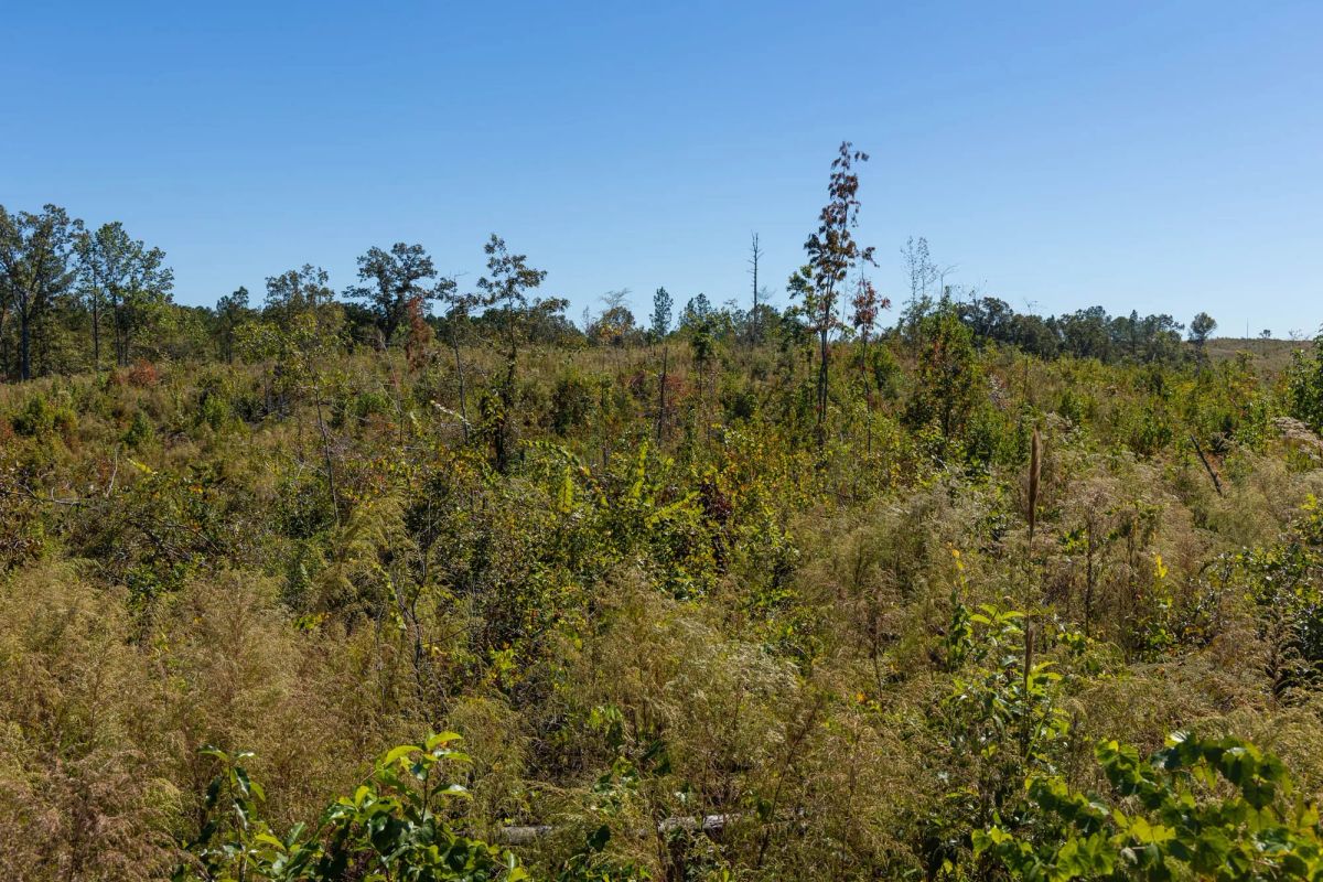 Decorative background for Meyer’s Ridge Tract 16 image 5