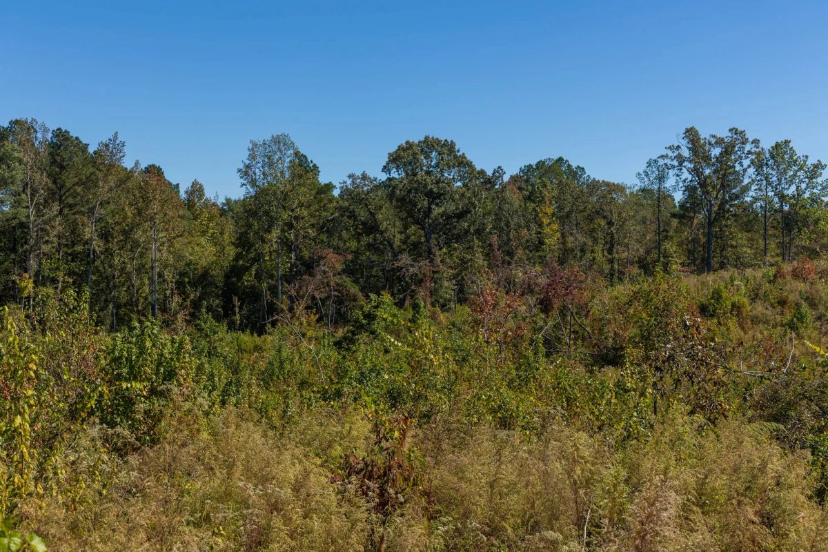 Decorative background for Meyer’s Ridge Tract 16 image 6