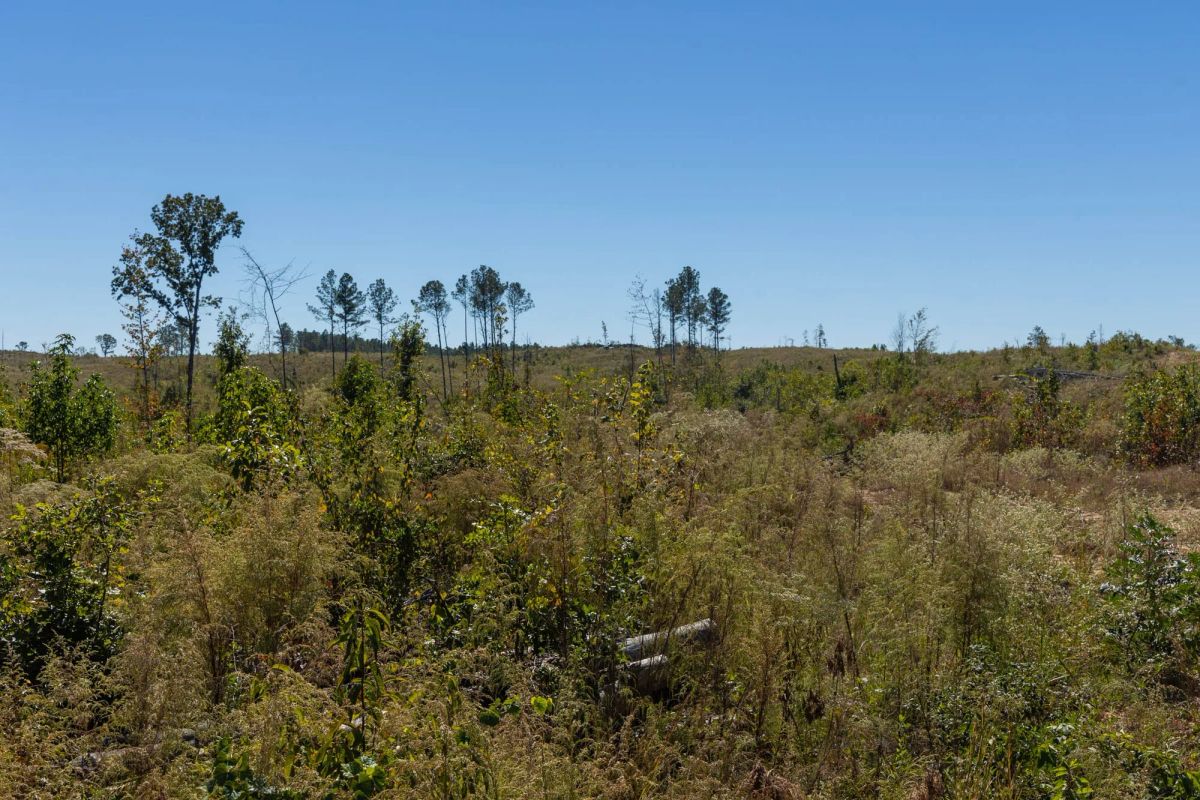 Decorative background for Meyer’s Ridge Tract 16 image 8