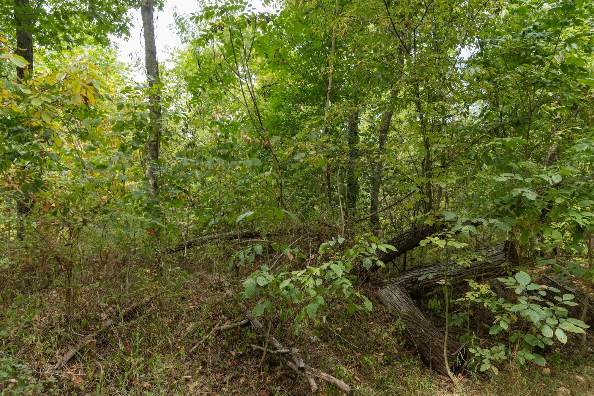 Big White Oak Tract 120 in Perry County, TN