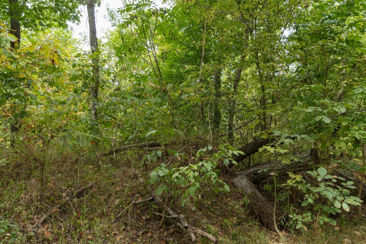 Big White Oak Tract 120 - Image 2