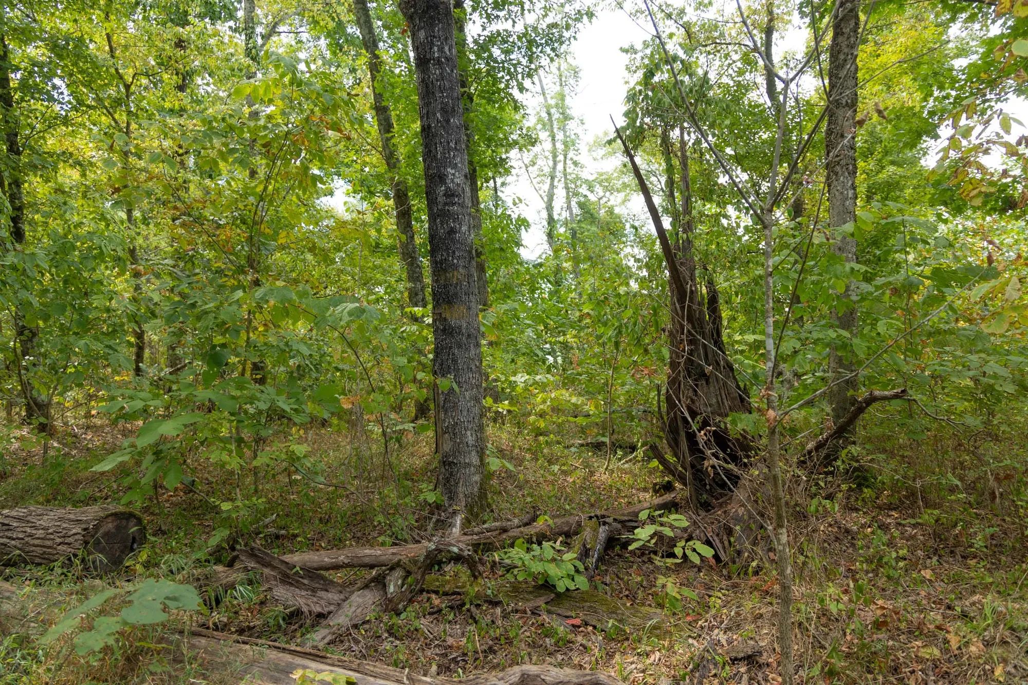Big White Oak Tract 120 in Perry County, TN