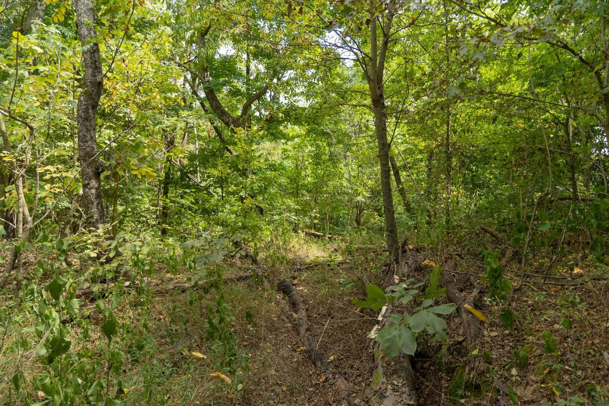 Big White Oak Tract 120 in Perry County, TN