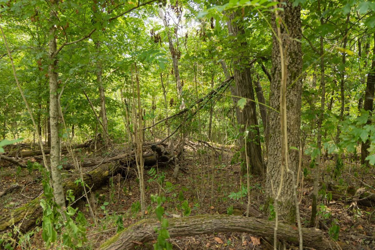 Decorative background for Big White Oak Tract 120 image 5