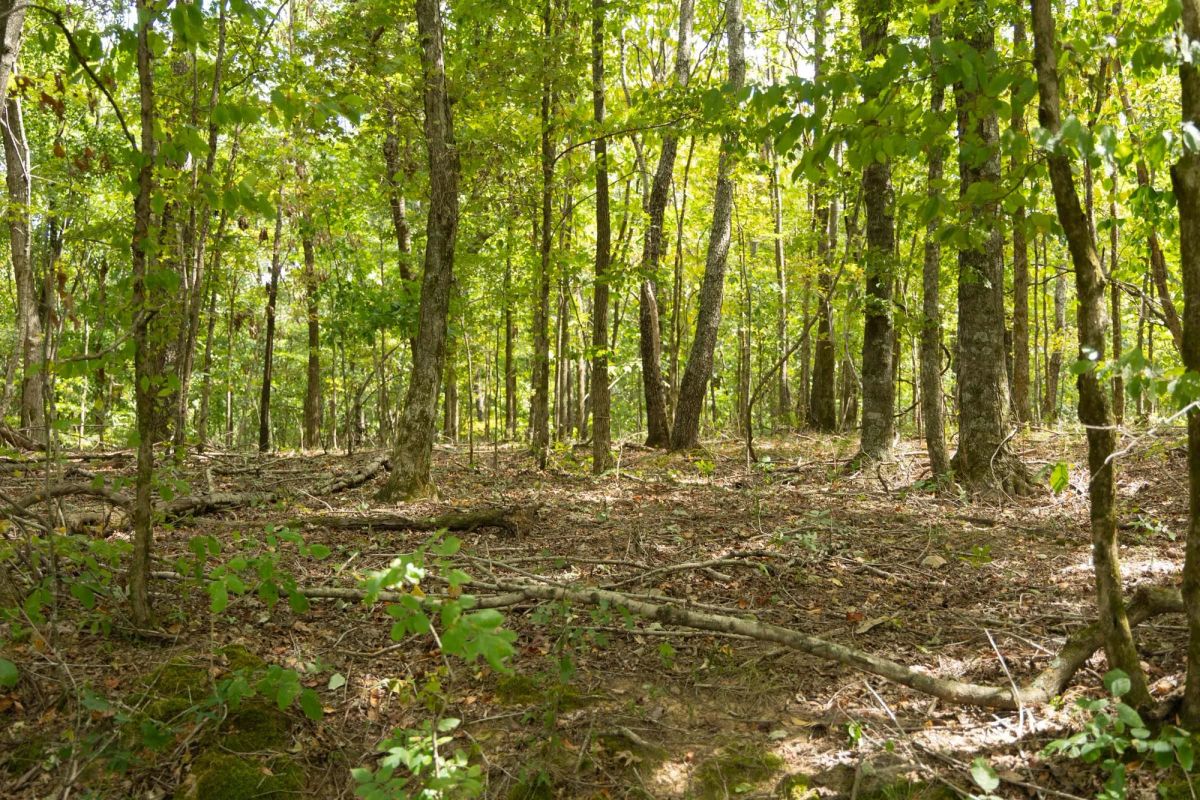 Decorative background for Big White Oak Tract 120 image 6