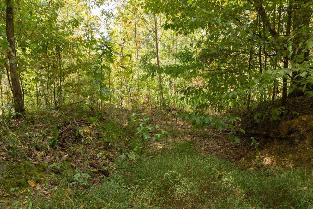 Decorative background for Big White Oak Tract 120 image 7