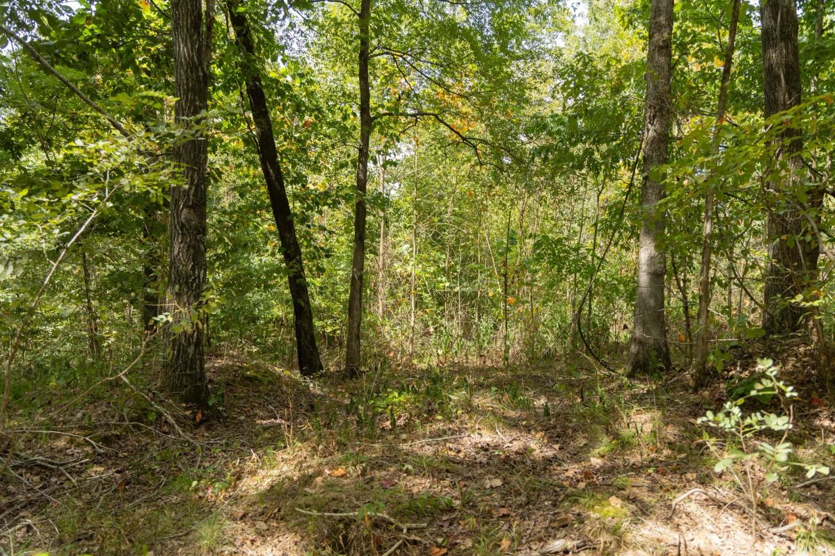 Decorative background for Big White Oak Tract 120 image 8