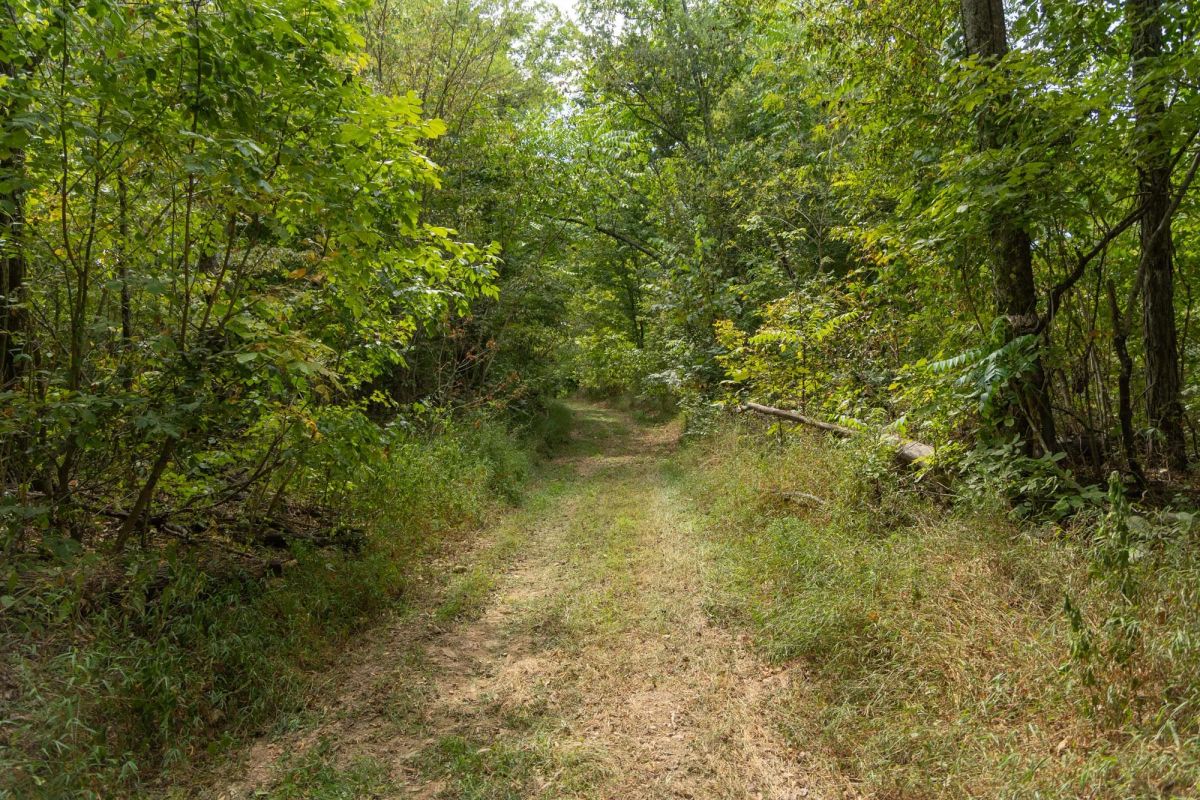 Decorative background for Big White Oak Tract 120 image 9