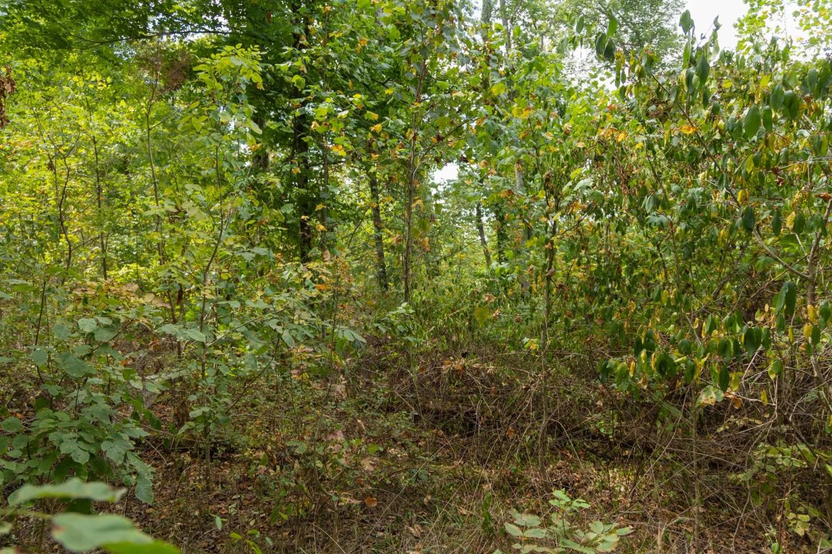 Decorative background for Big White Oak Tract 120 image 10