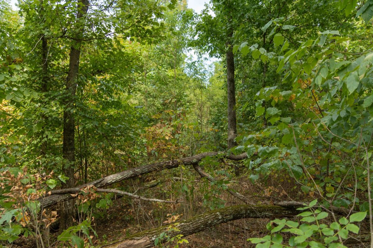 Decorative background for Big White Oak Tract 120 image 11