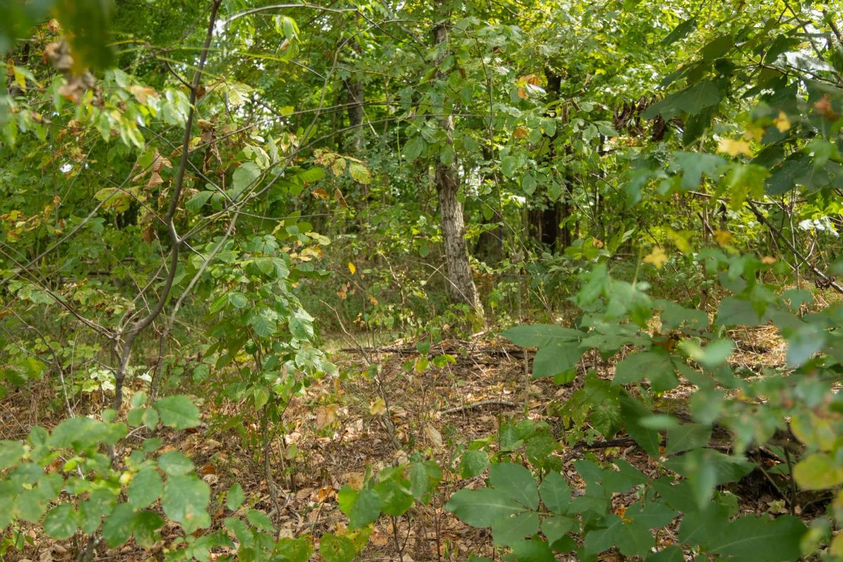 Decorative background for Big White Oak Tract 120 image 12