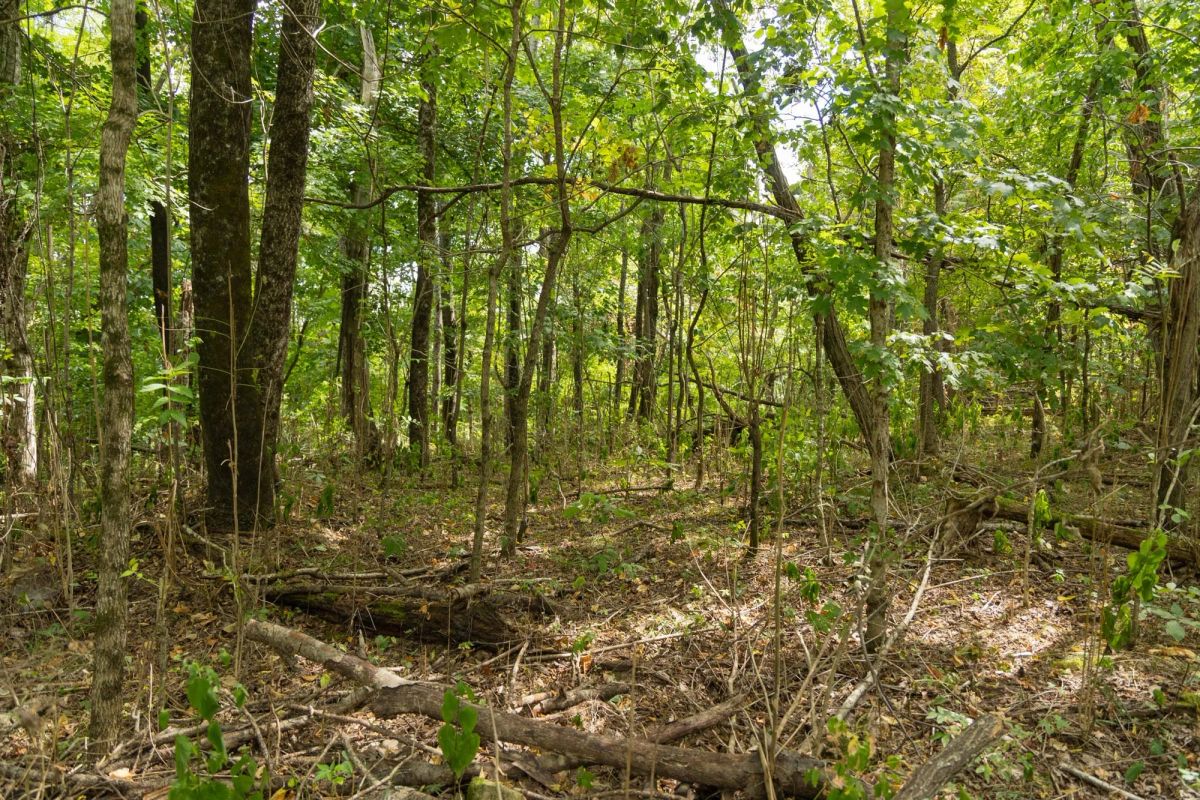 Decorative background for Big White Oak Tract 120 image 13