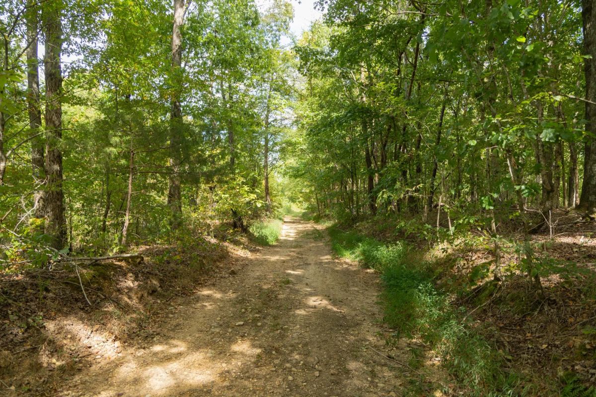 Decorative background for Big White Oak Tract 120 image 14