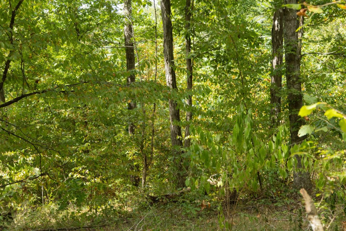 Decorative background for Big White Oak Tract 120 image 15