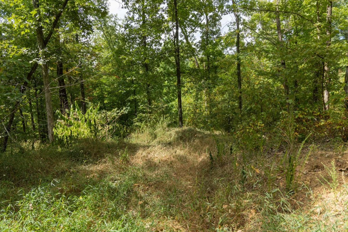 Decorative background for Big White Oak Tract 120 image 16