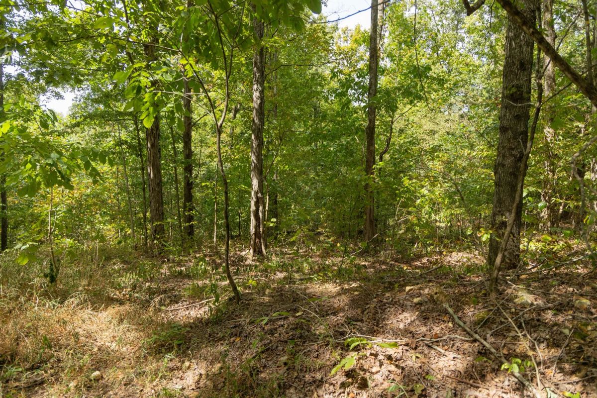 Decorative background for Big White Oak Tract 120 image 17