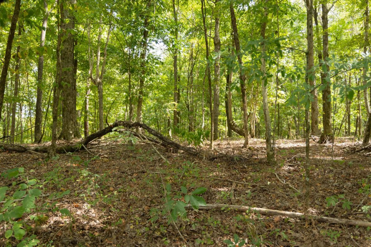 Decorative background for Big White Oak Tract 120 image 18