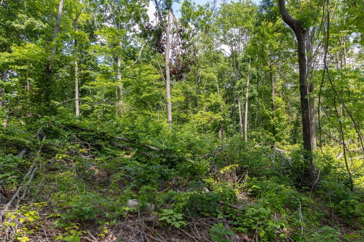 Creek Hollow Phase II Tract 59 - Main image