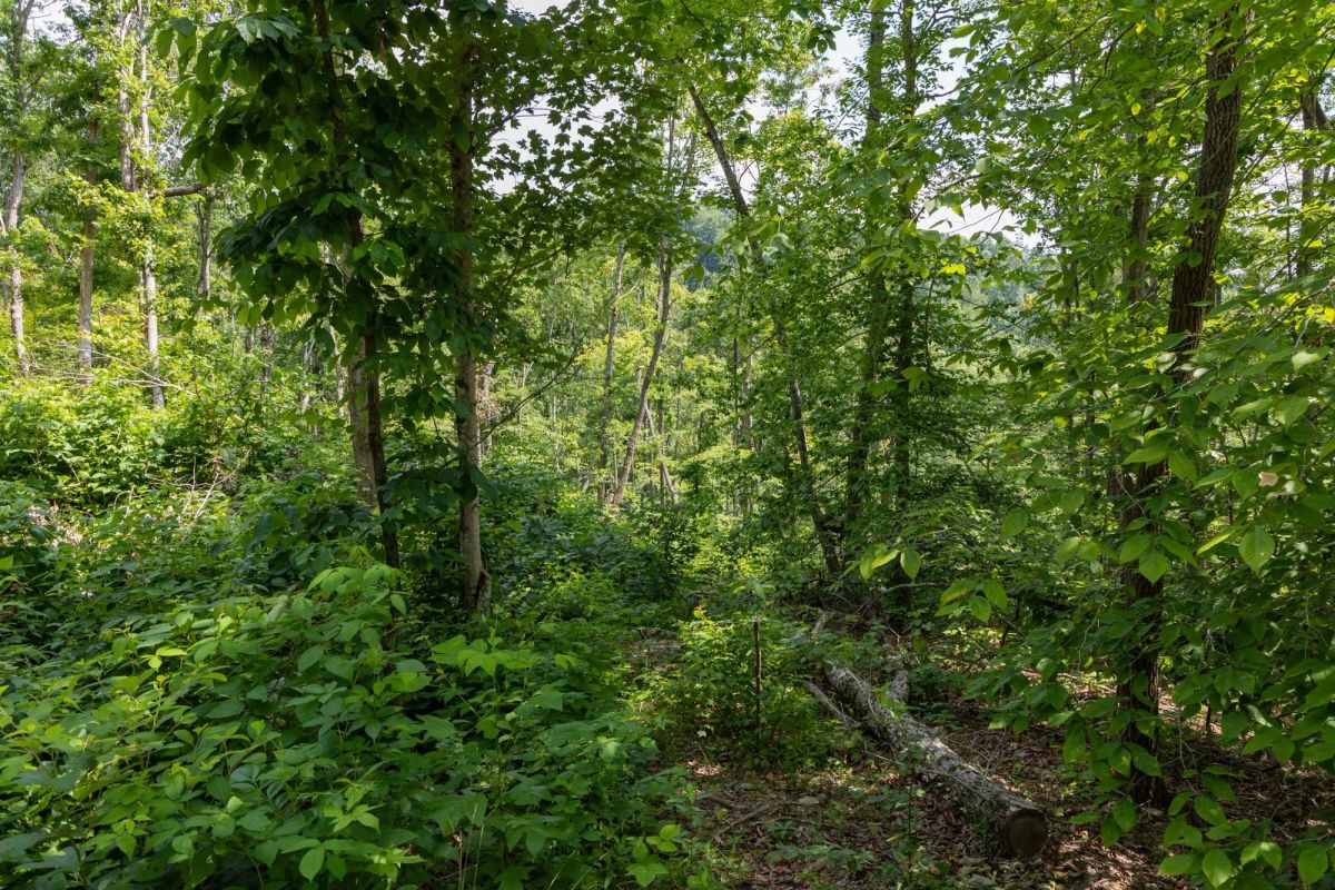 Creek Hollow Phase II Tract 59 - Image 3