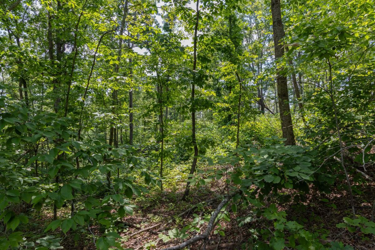 Creek Hollow Phase II Tract 59 - Image 4