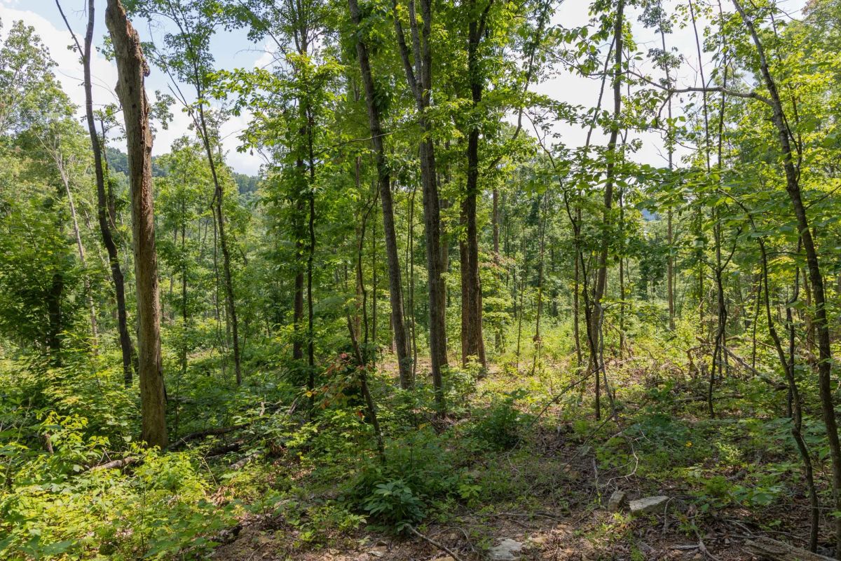Decorative background for Creek Hollow Phase II Tract 59 image 6
