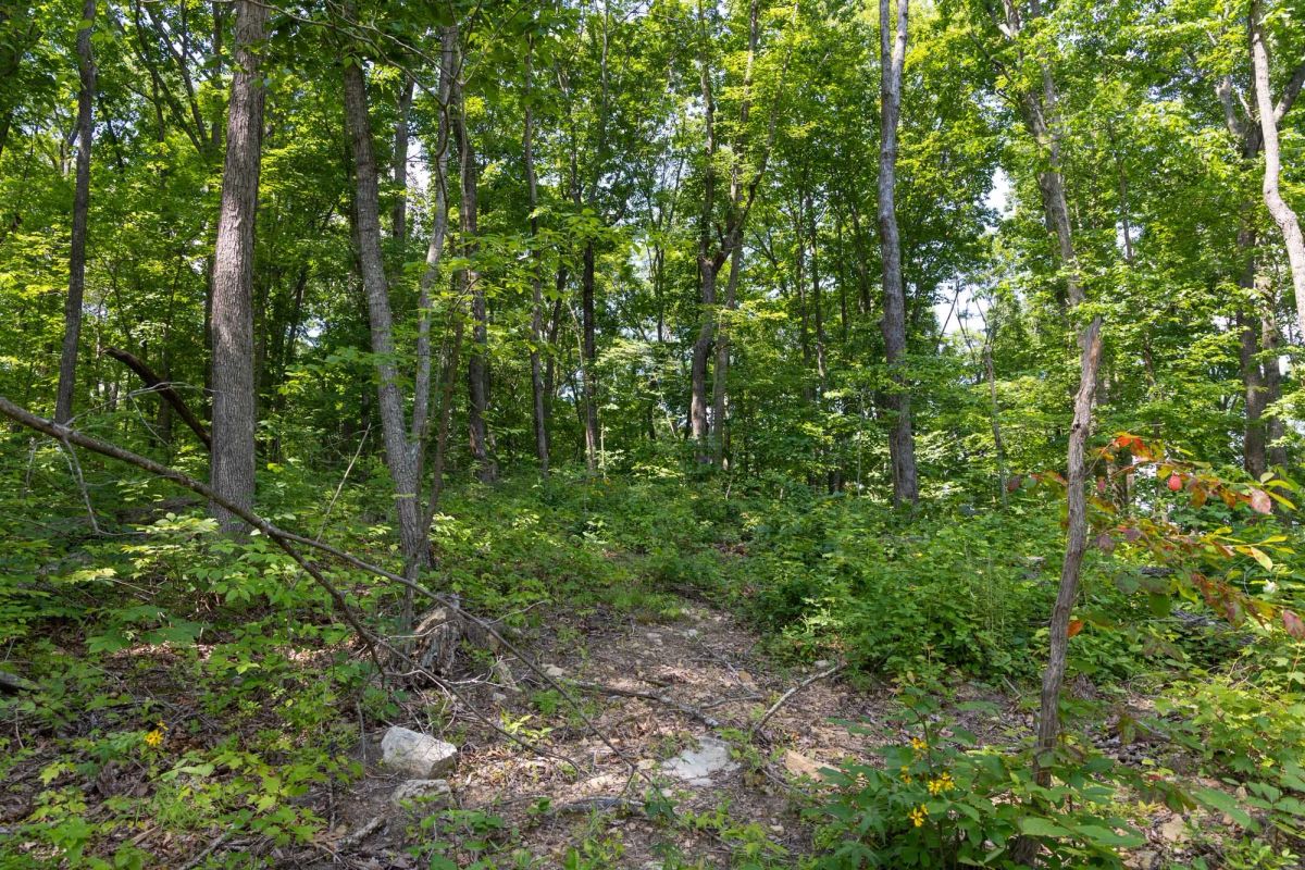Decorative background for Creek Hollow Phase II Tract 59 image 7