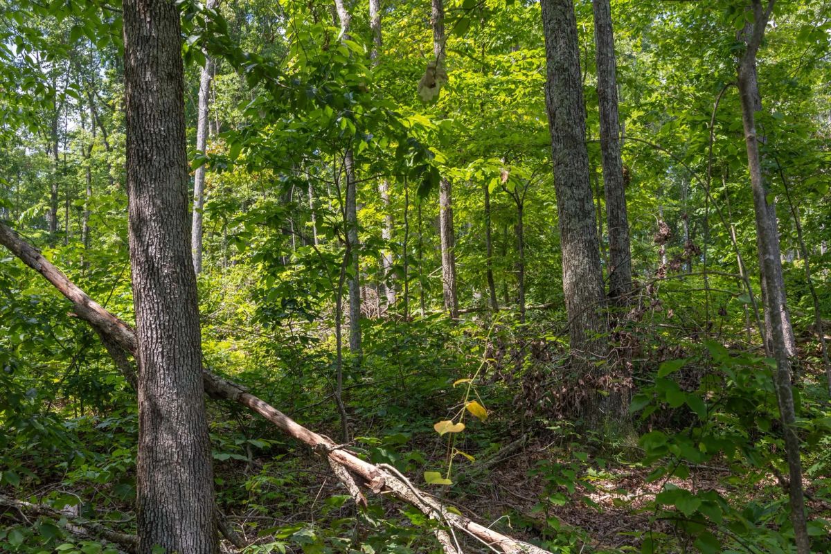 Decorative background for Creek Hollow Phase II Tract 59 image 8